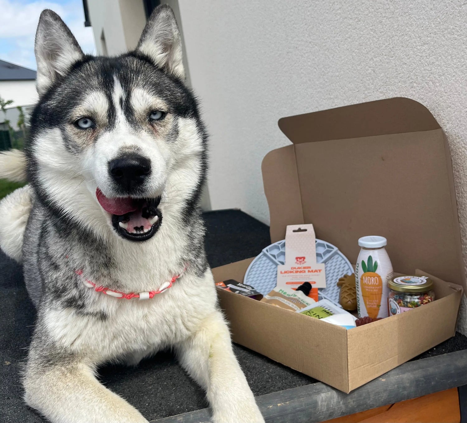 NOS BOX Le Palais Canin