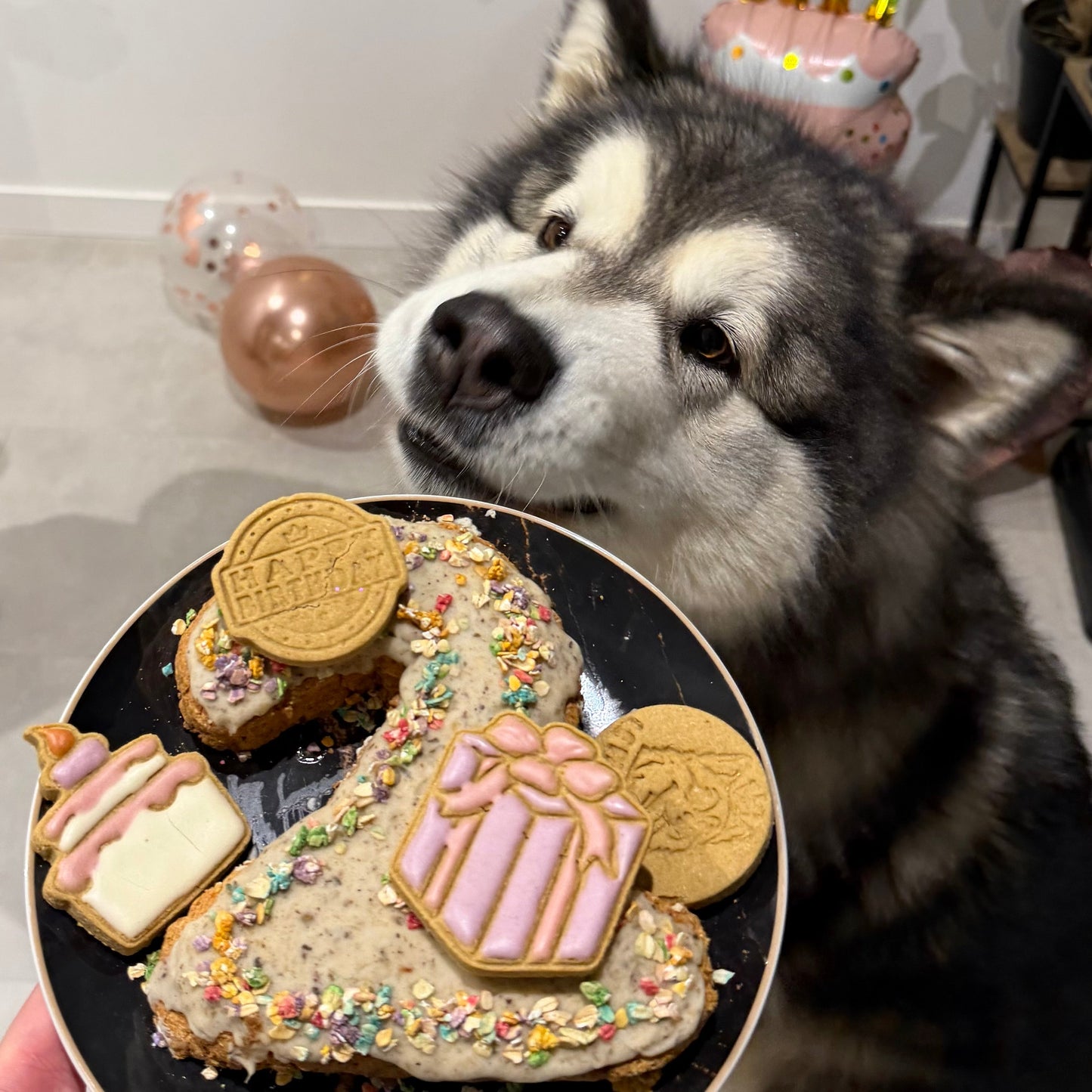 Birthday box âš 100% personnalisable Le Palais Canin