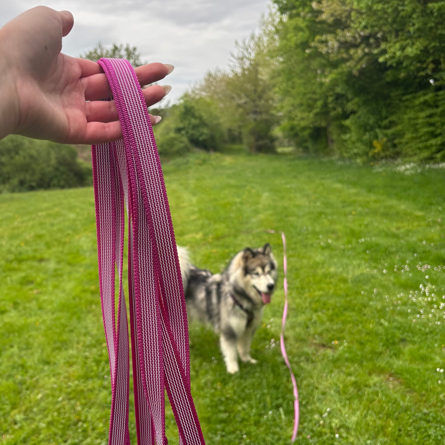Longe - rose Le Palais Canin