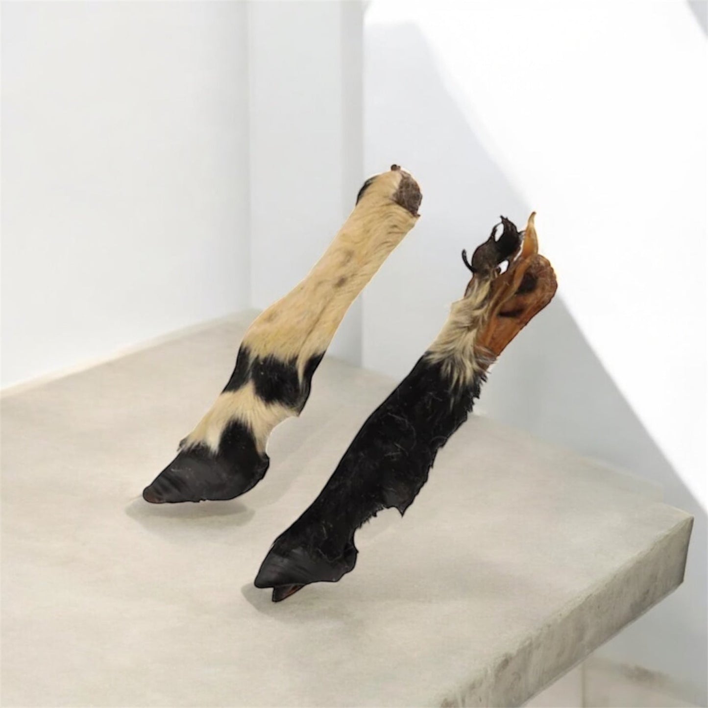 Pieds de mouton poilus Le Palais Canin