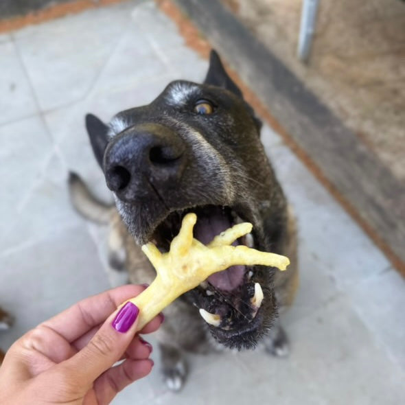 Patte de poulet soufflée Le Palais Canin