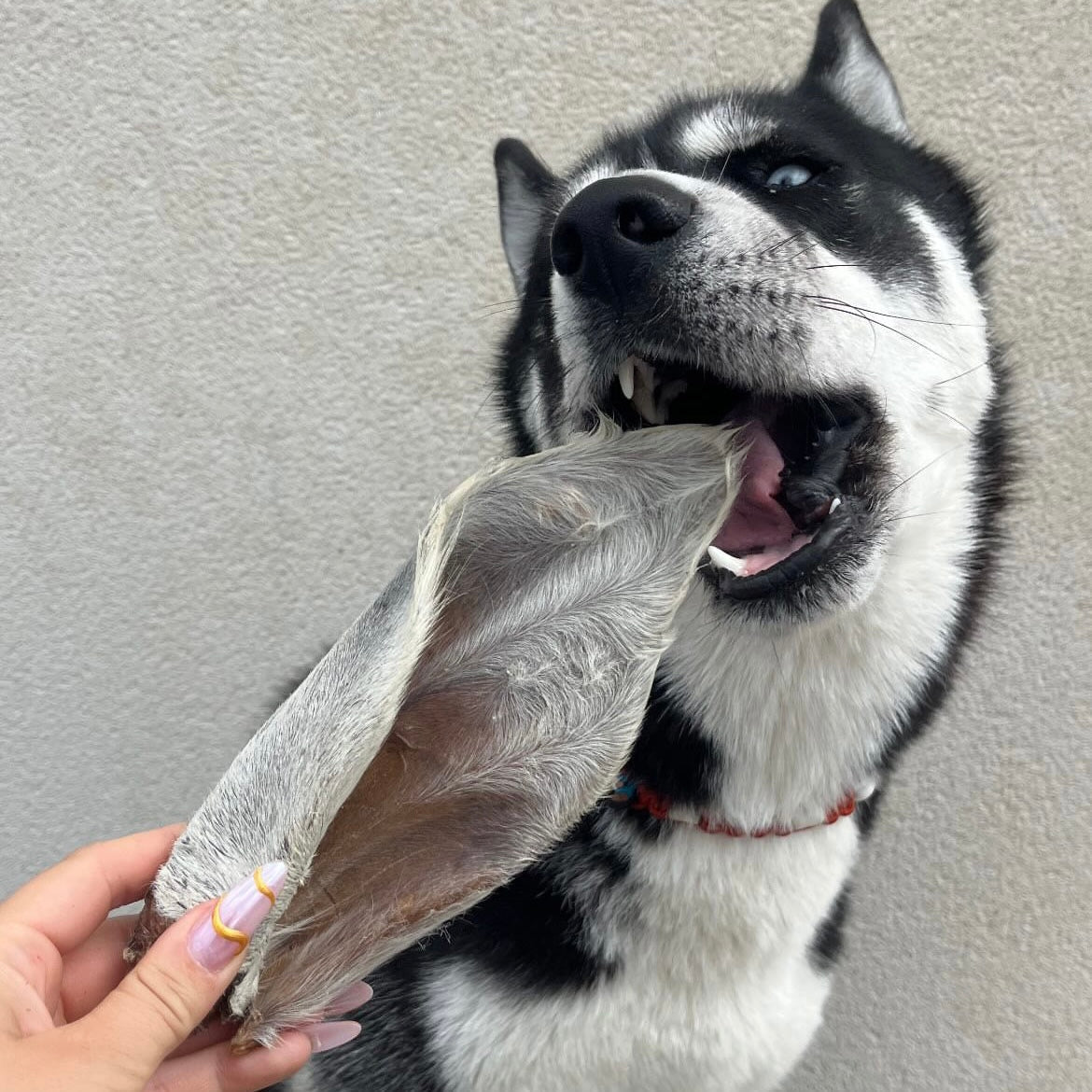Oreille de bœuf poilue Le Palais Canin