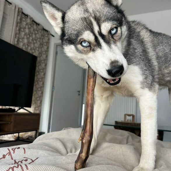 Patte de chevreuil Le Palais Canin