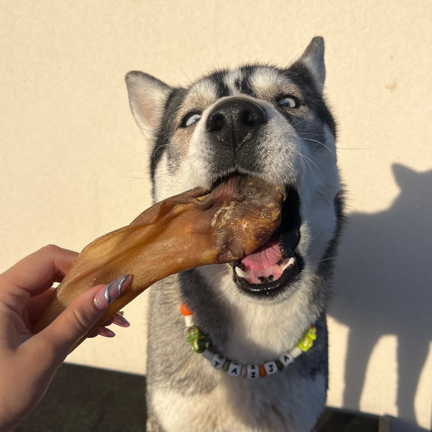 Oreille de bœuf