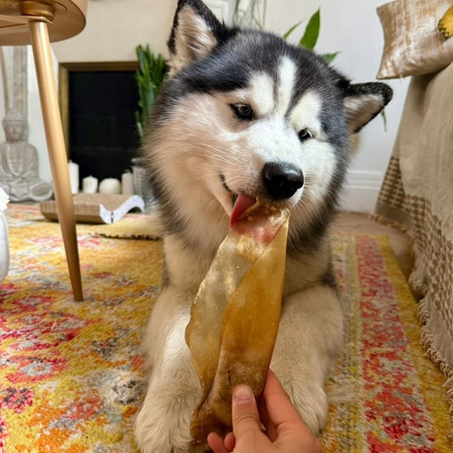 Oreille de bœuf Le Palais Canin