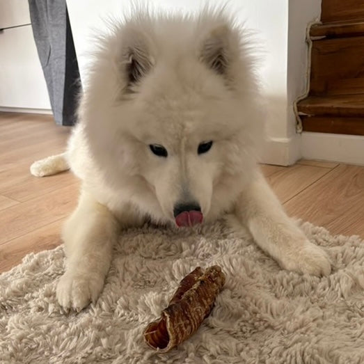 Trachée de bœuf - 10cm Le Palais Canin