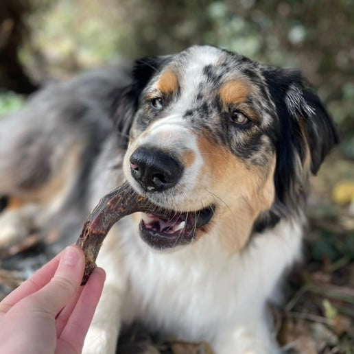 Cou de canard Le Palais Canin