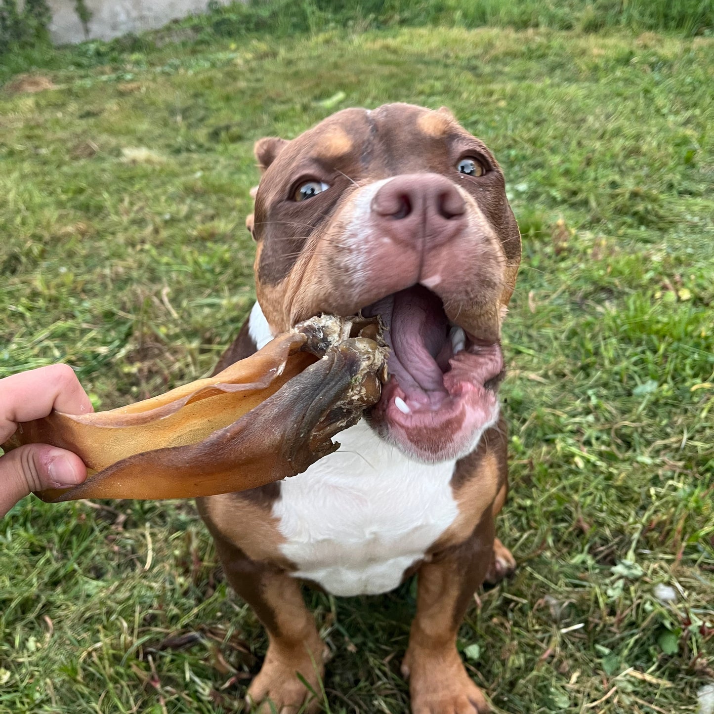 Oreille de bœuf