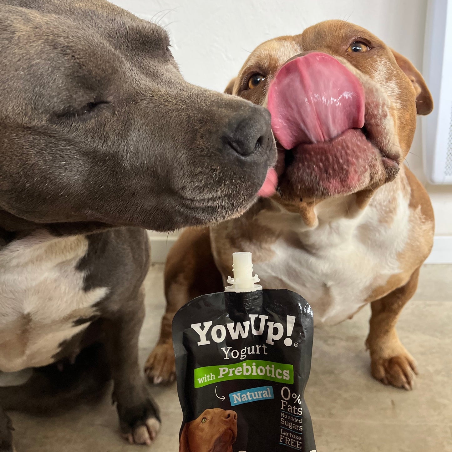 YowUp - prébiotiques YowUp