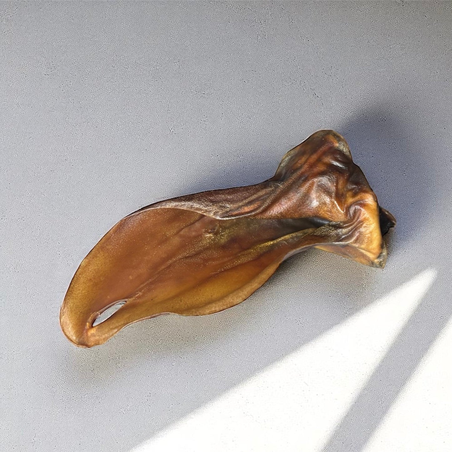 Oreille de bœuf XL Le Palais Canin