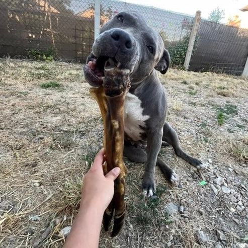 Patte de cerf Le Palais Canin