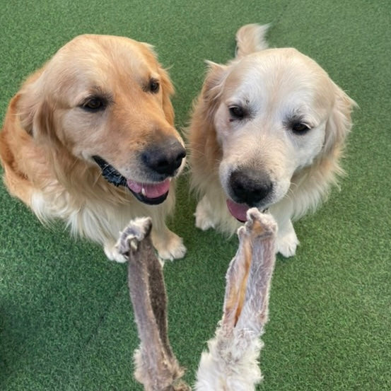 Oreille de lapin Le Palais Canin