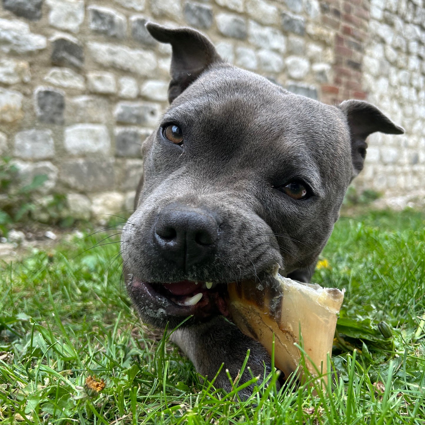 Sabot de veau Le Palais Canin