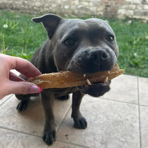 Trachée d’agneau Le Palais Canin