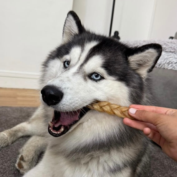 Tresse de peau de buffle Le Palais Canin