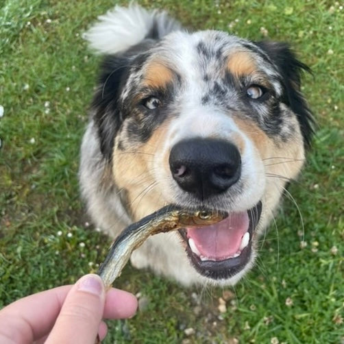 Sprat Le Palais Canin