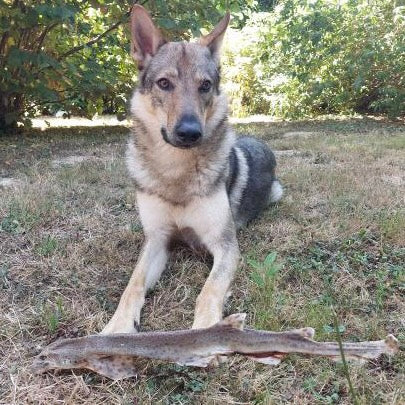 Roussette Le Palais Canin