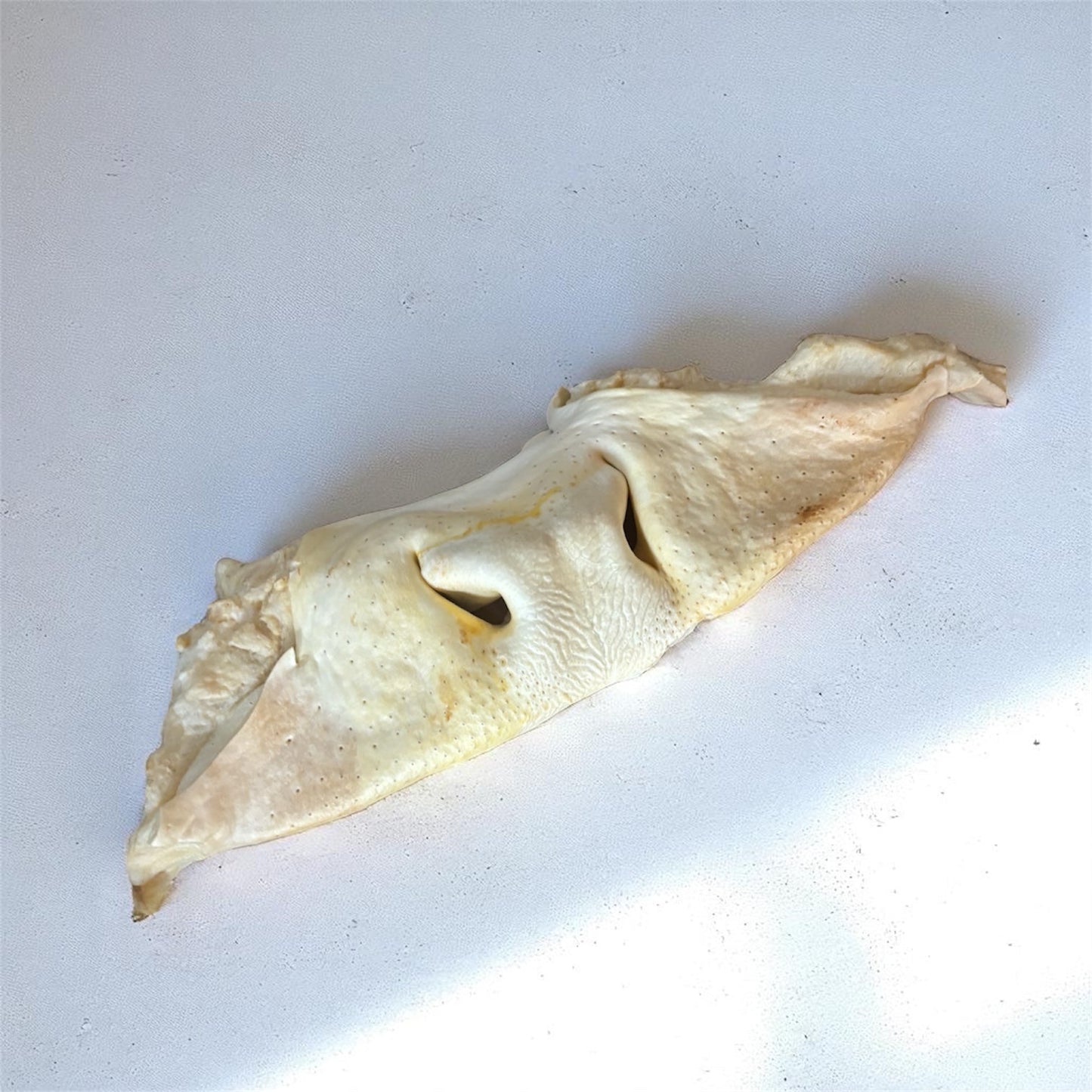 Museau de boeuf XXL soufflé Le Palais Canin