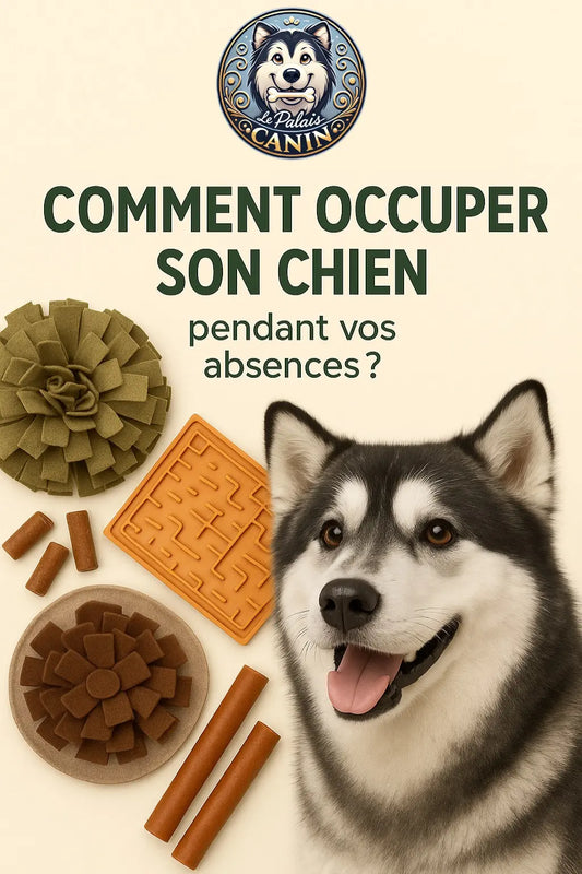 Comment-occuper-son-chien-pendant-vos-absences Le Palais Canin