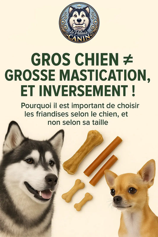 Gros-chien-grosse-mastication-et-inversement Le Palais Canin