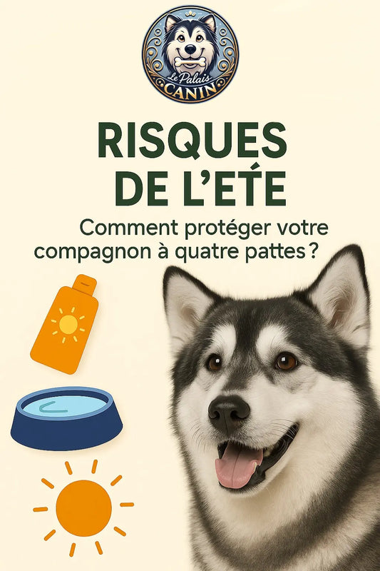 Risques-de-l-eté-Comment-protéger-votre-compagnon-à-quatre-pattes Le Palais Canin