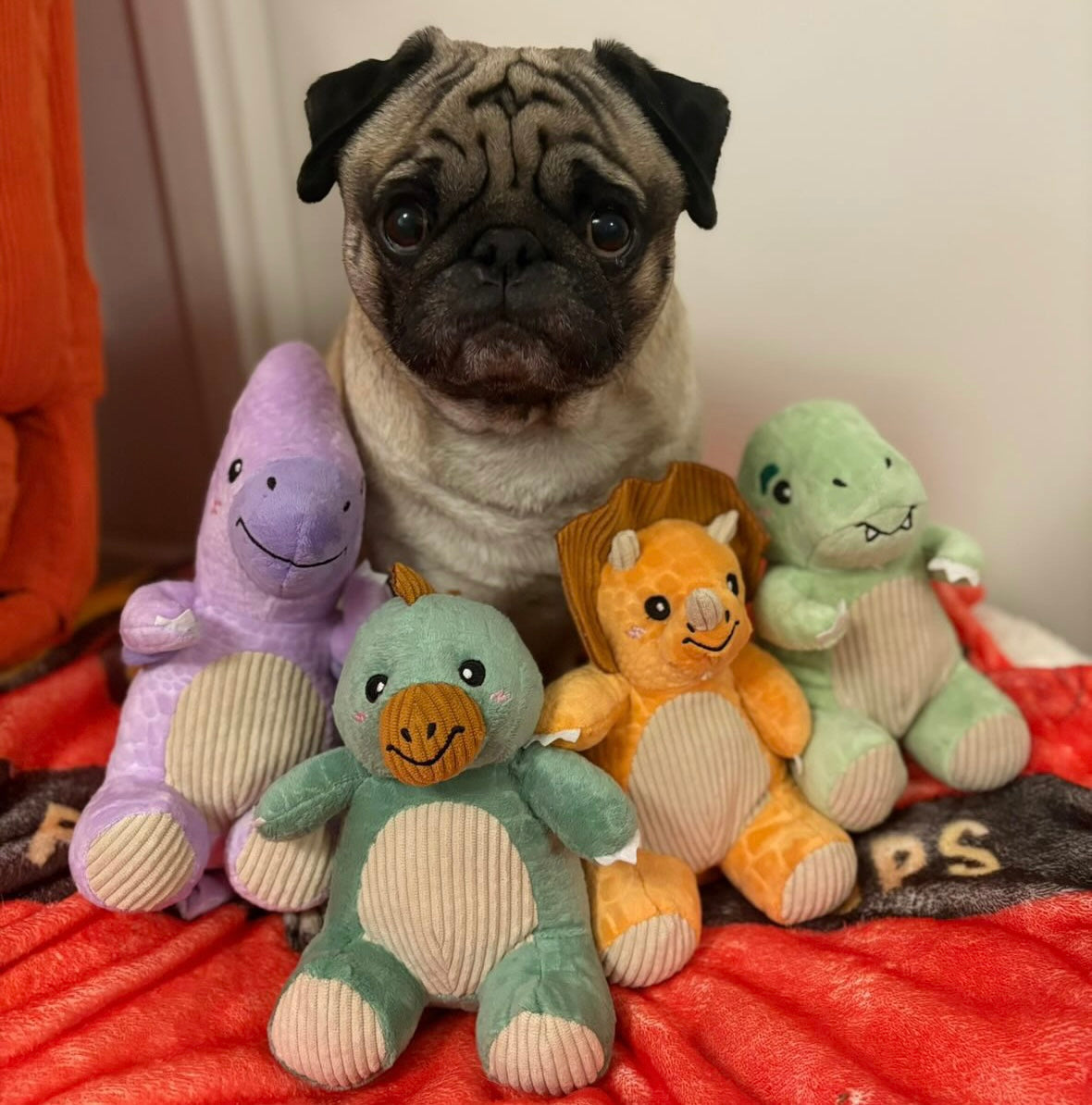 Jeux & enrichissement 🧸