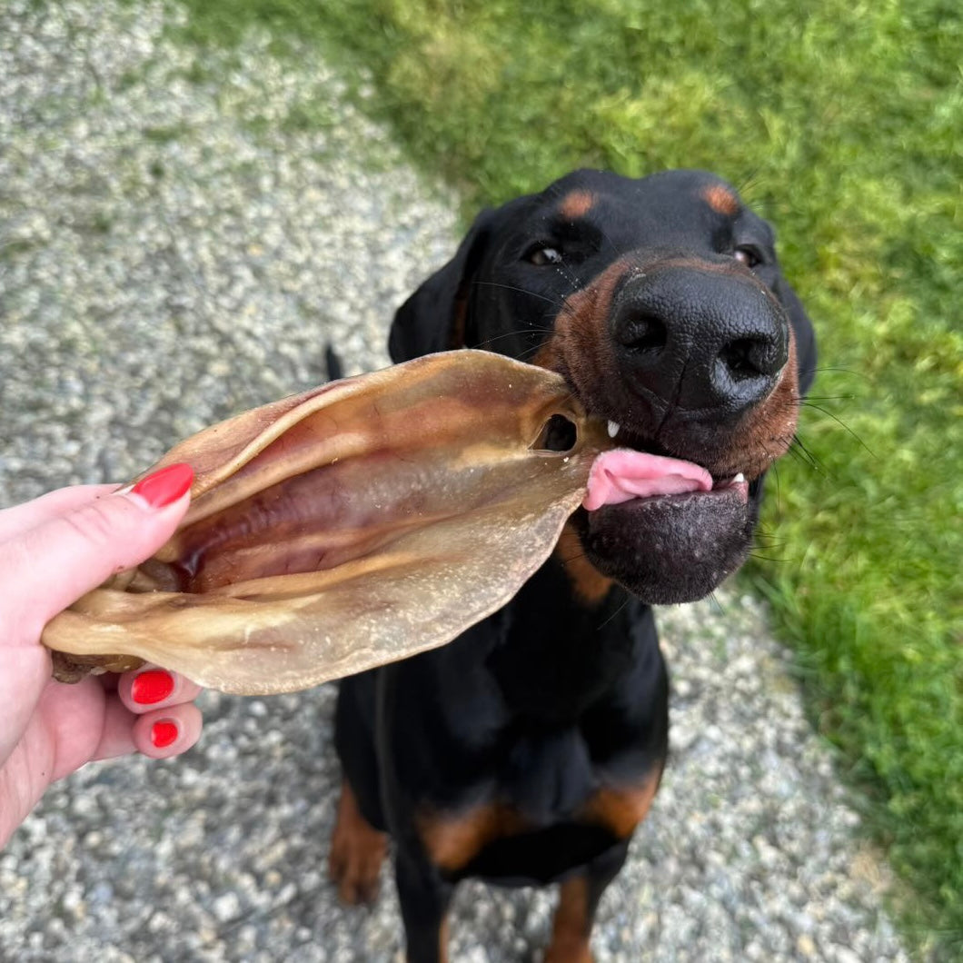 Oreille de porc Le Palais Canin