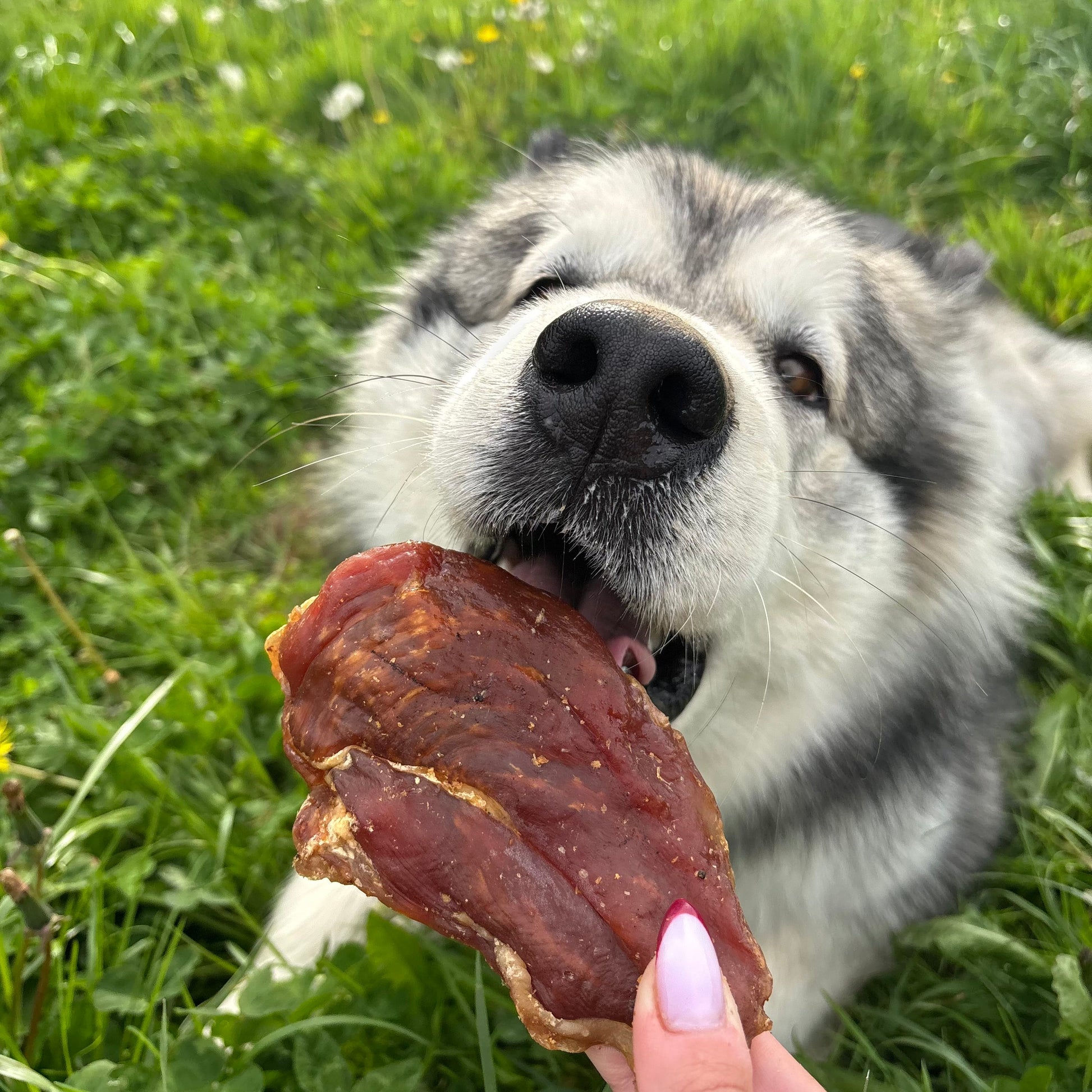Filet de poulet séché Le Palais Canin