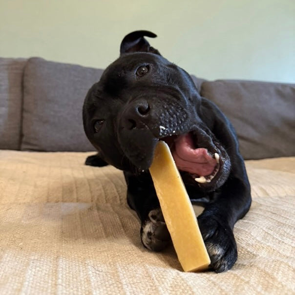 Fromage de yak au curcuma Le Palais Canin