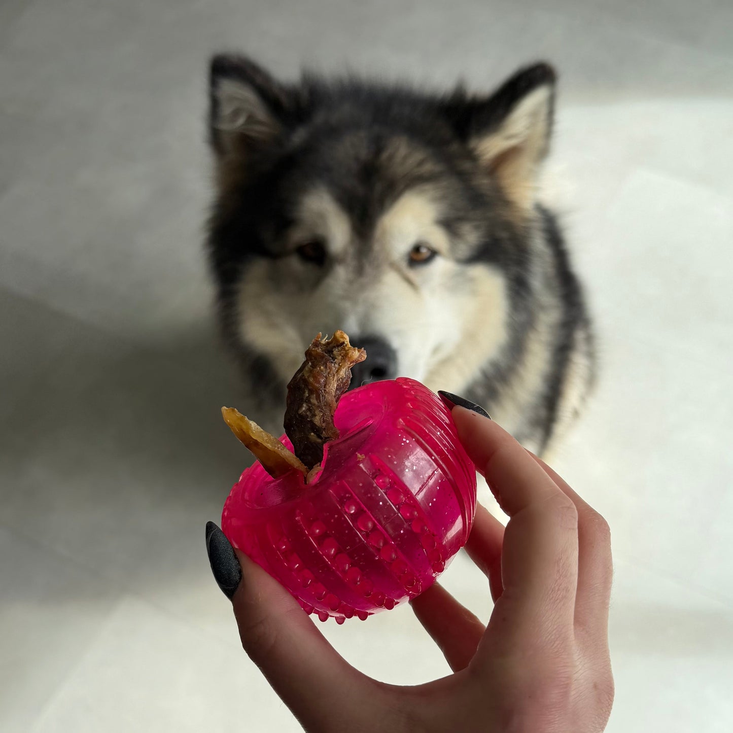 CROC'FUN & FOUILLE Le Palais Canin