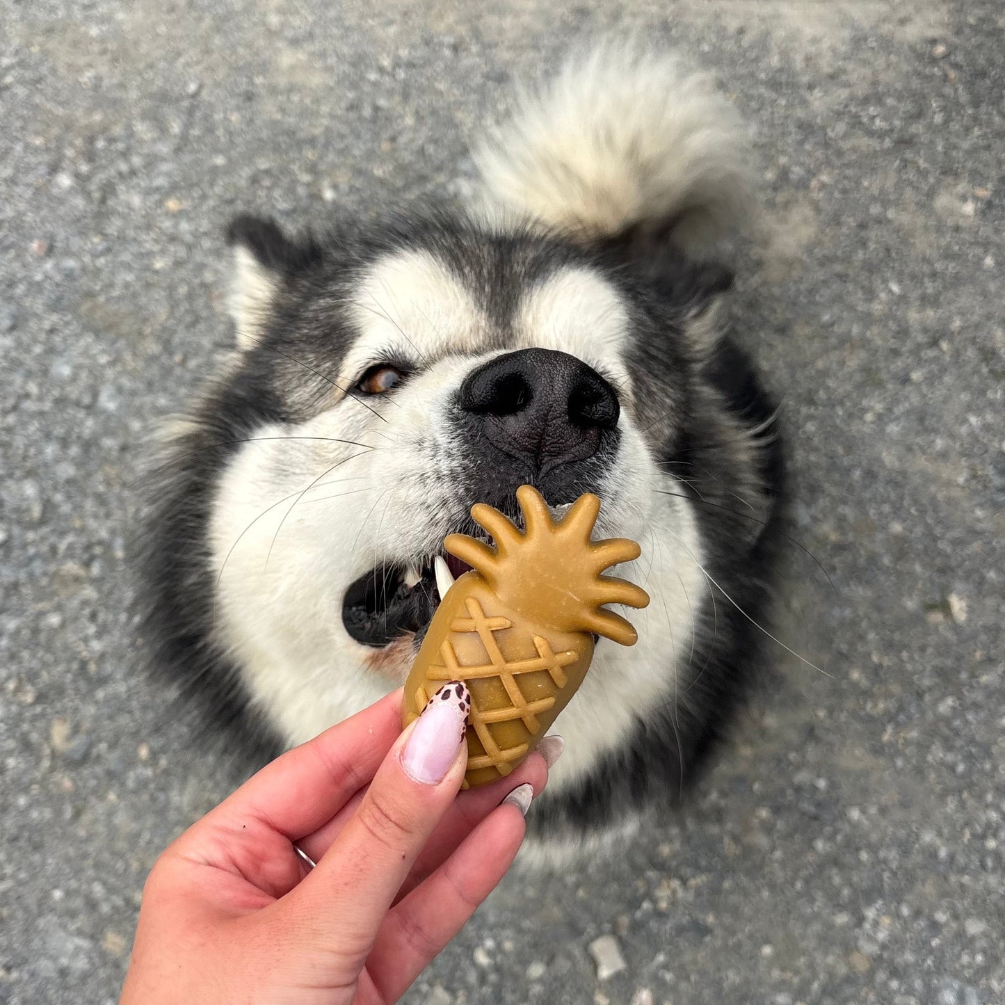 Fruit végétal Le Palais Canin