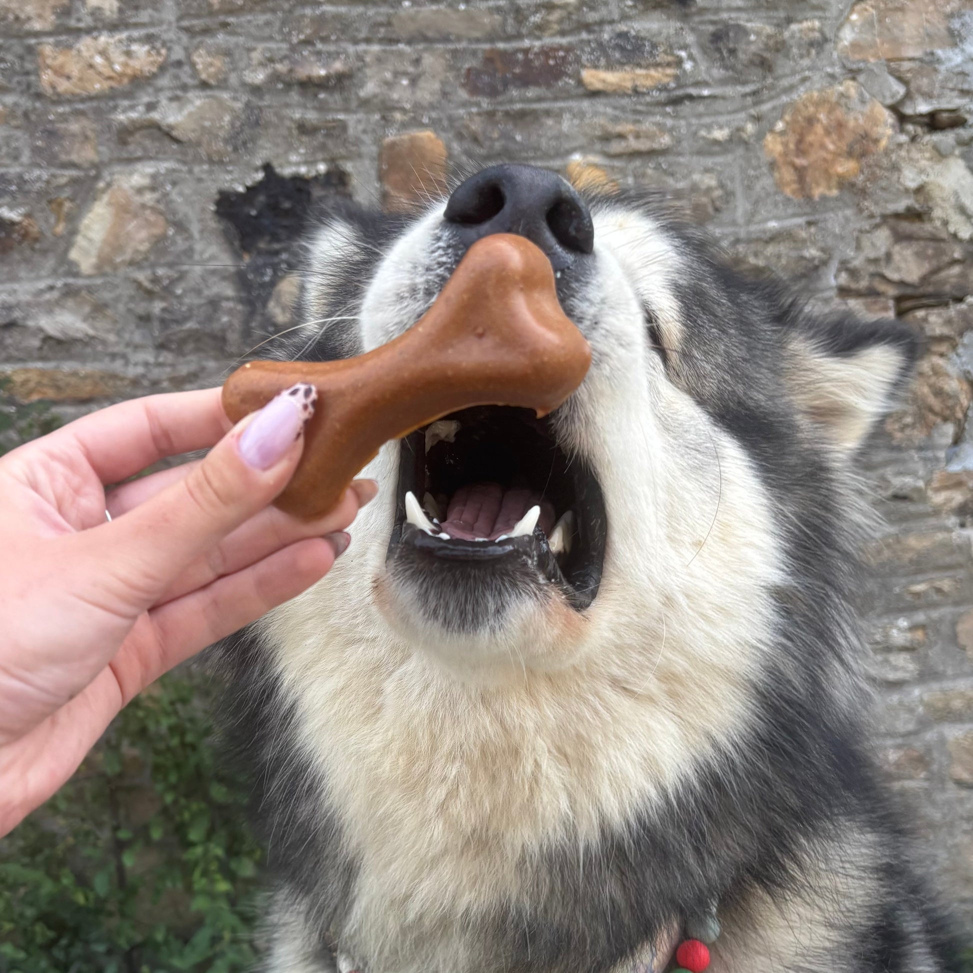 Plutos Healthy chews - fromage & chorizo Le Palais Canin