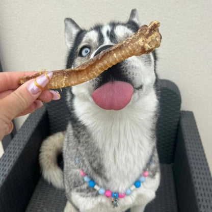 Trachée d’agneau Le Palais Canin