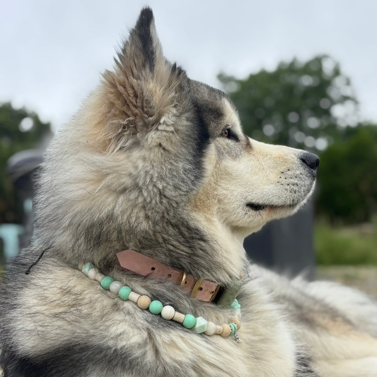 Collier antiparasitaire Ô Couleurs des Pattounes