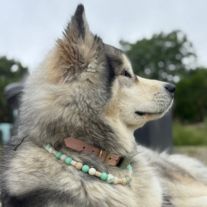 Collier antiparasitaire Ô Couleurs des Pattounes
