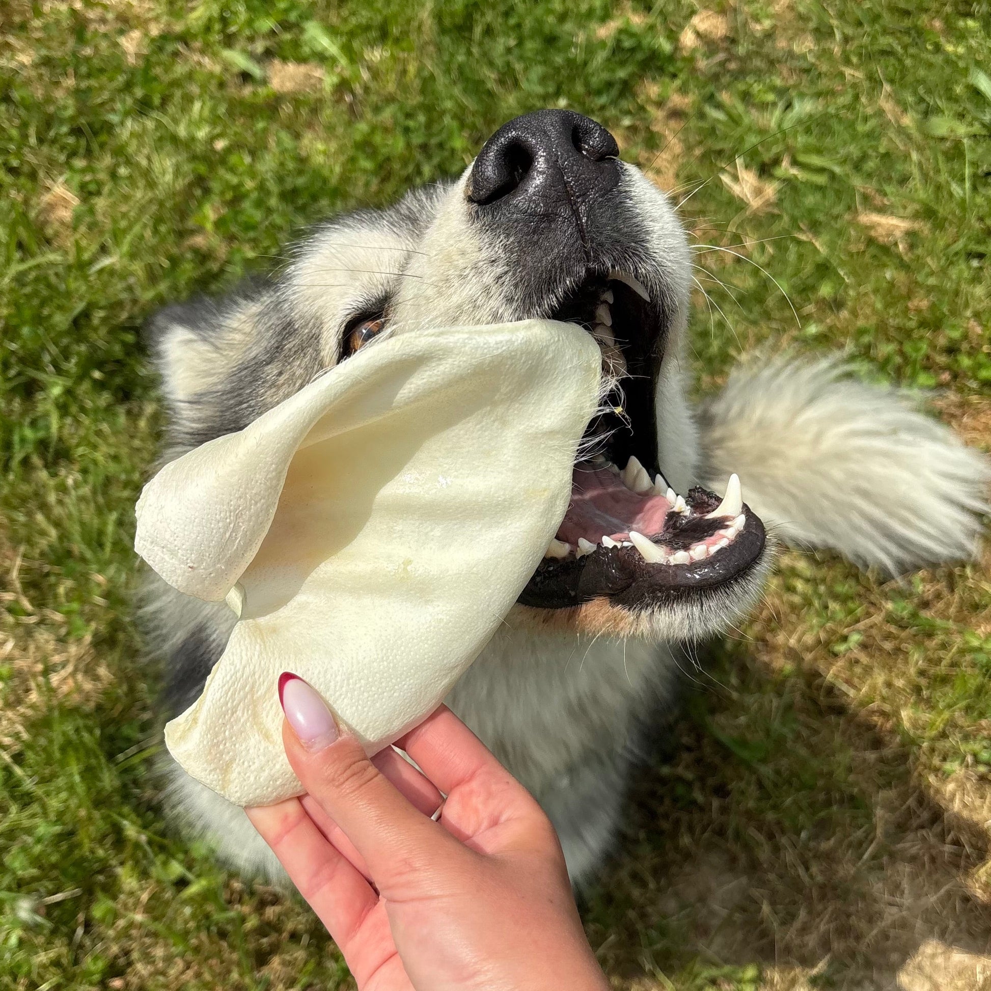 Oreille de porc soufflée Le Palais Canin