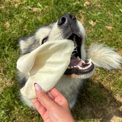 Oreille de porc soufflée Le Palais Canin