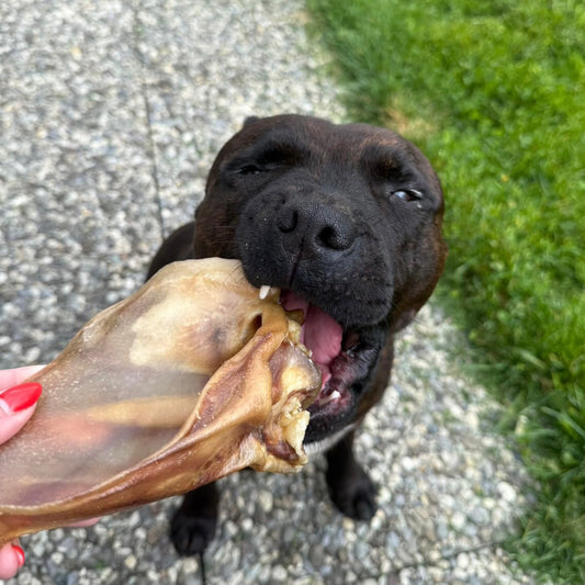 Oreille de porc