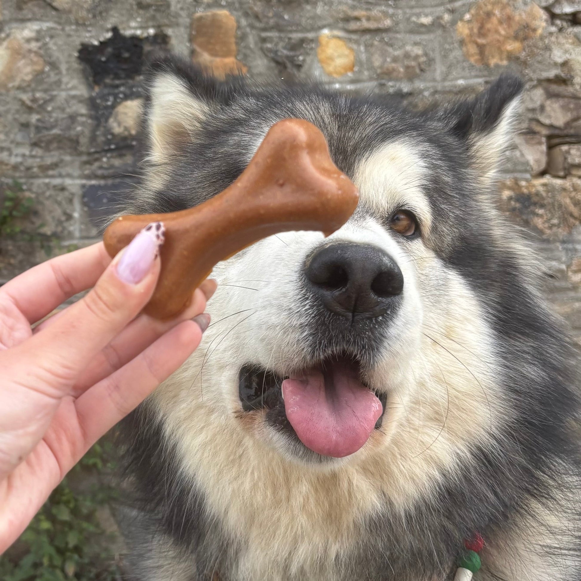 Plutos Healthy chews - fromage & beurre de cacahuète Le Palais Canin