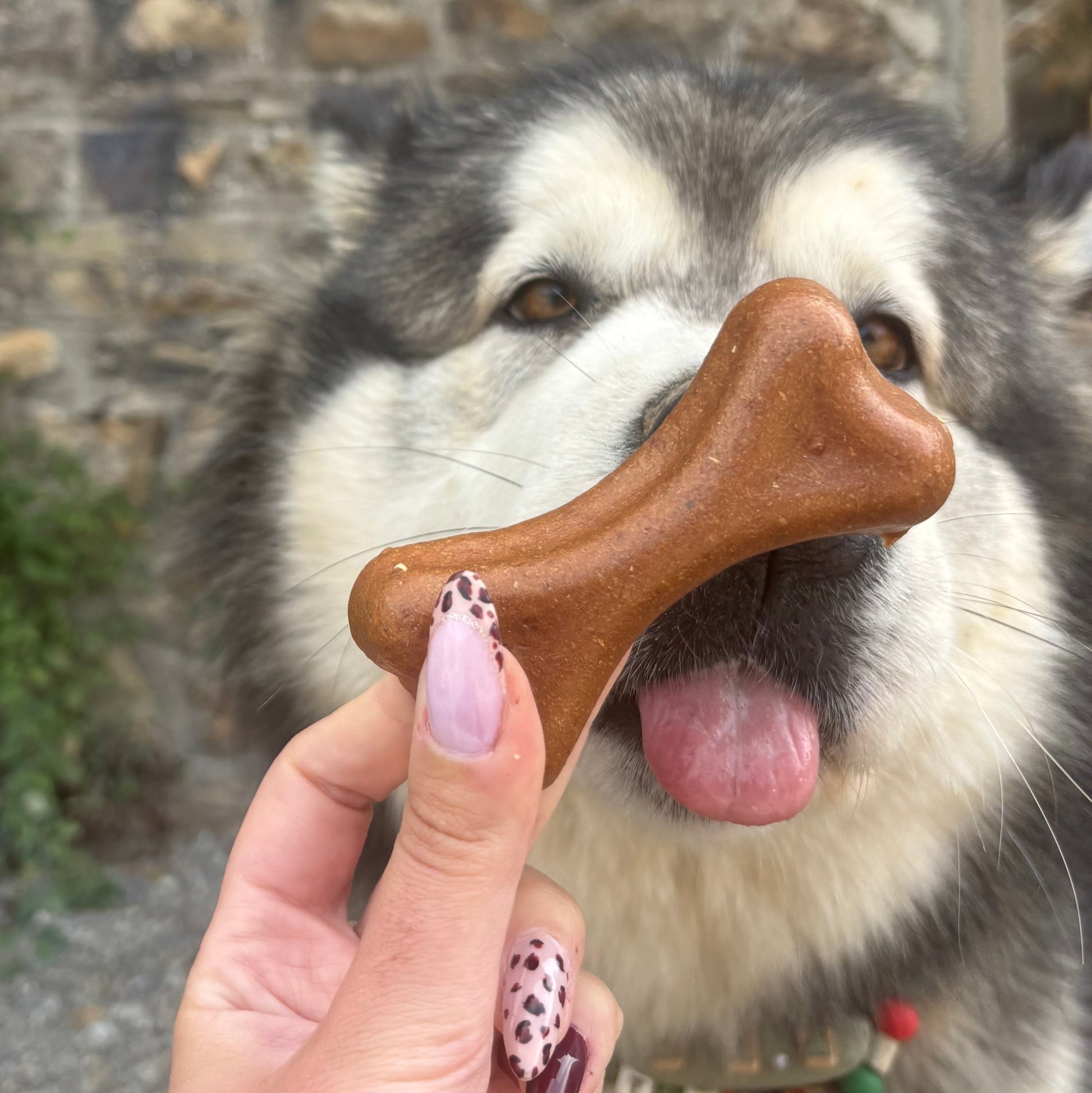 Plutos Healthy chews - fromage & saumon Le Palais Canin