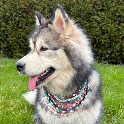 Collier antiparasitaire Ô Couleurs des Pattounes