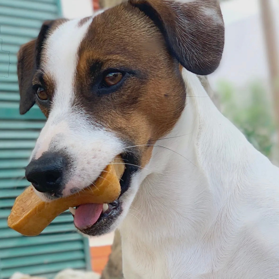 Plutos Healthy chews - fromage & saumon Le Palais Canin