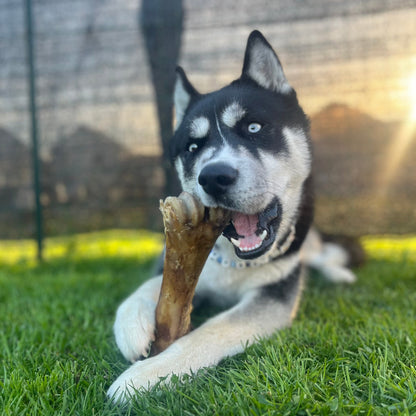 Demi jambe de veau Le Palais Canin