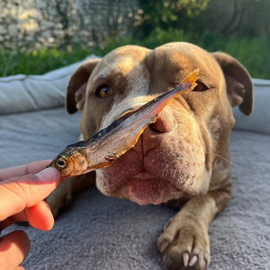 Sprat