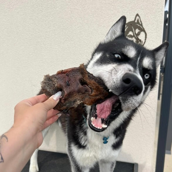 Museau de boeuf avec poils Le Palais Canin