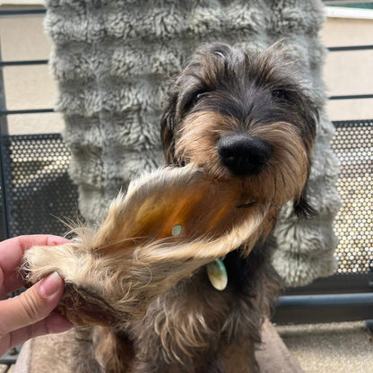 Oreille de bœuf poilue XL Le Palais Canin