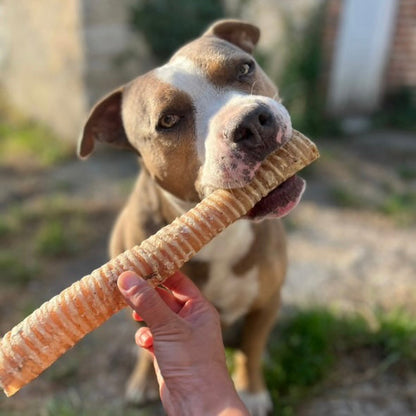 Trachée de bœuf - 30cm Le Palais Canin