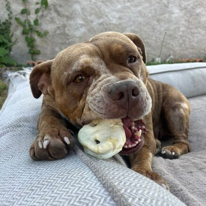 Groin de porc soufflé Le Palais Canin