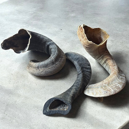 Corne de mouton Le Palais Canin