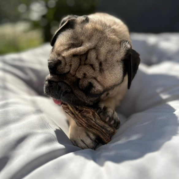 Cou d’autruche Le Palais Canin